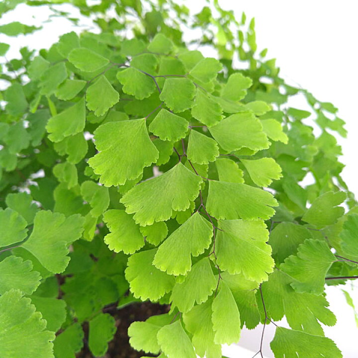 楽天市場 観葉植物 アジアンタム フラグランス5号鉢植え 園芸ネット プラス