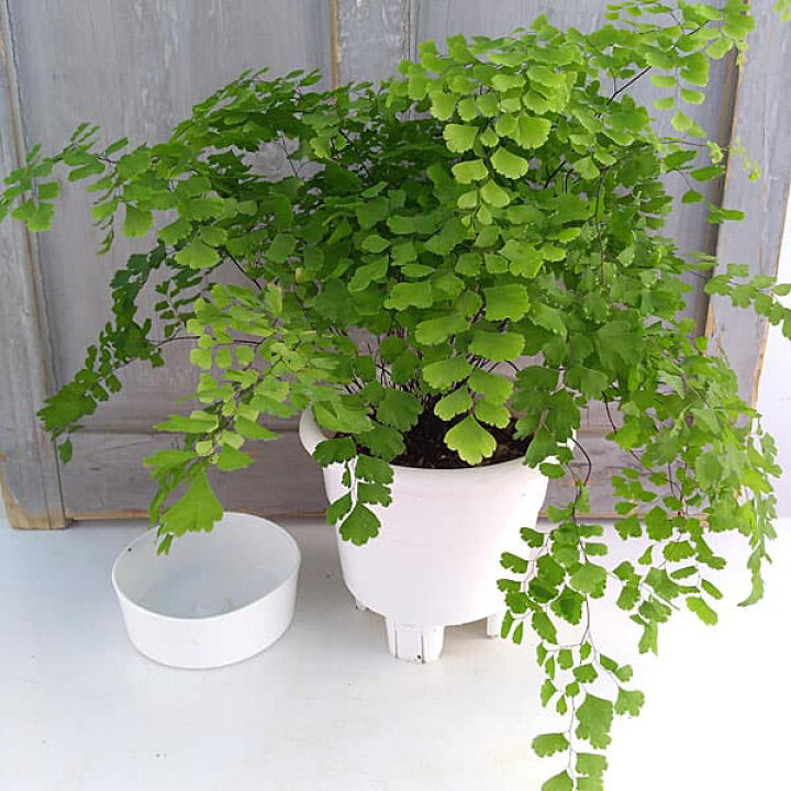 楽天市場 観葉植物 アジアンタム フラグランス5号鉢植え 園芸ネット プラス