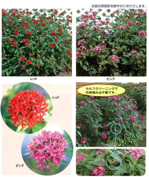 楽天市場 草花の苗 ペンタス 高性 パニックタワーレッド3 5号ポット 園芸ネット プラス 楽天市場 草花の苗 ペンタス 高性 パニックタワーレッド3 5号ポット 園芸ネット プラス