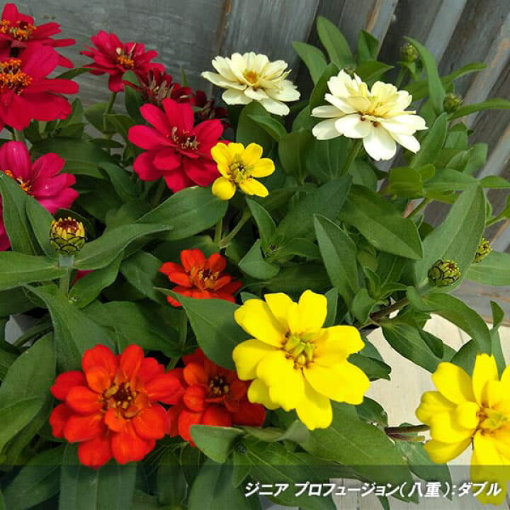 楽天市場 草花の苗 ジニア プロフュージョンダブルホワイト3 3 5号ポット4株セット 園芸ネット プラス