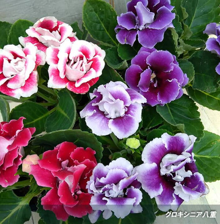 楽天市場 グロキシニア レッド ホワイト系八重4号鉢植え 園芸ネット プラス