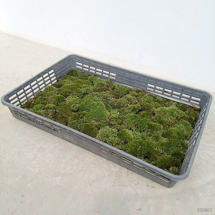 楽天市場】山野草の苗/コケ(苔):ヤマゴケ(山苔)55cm×36cmトレー入り : 園芸ネット プラス 楽天市場】山野草の苗/コケ(苔):ヤマゴケ(山苔)55cm×36cmトレー入り : 園芸ネット プラス