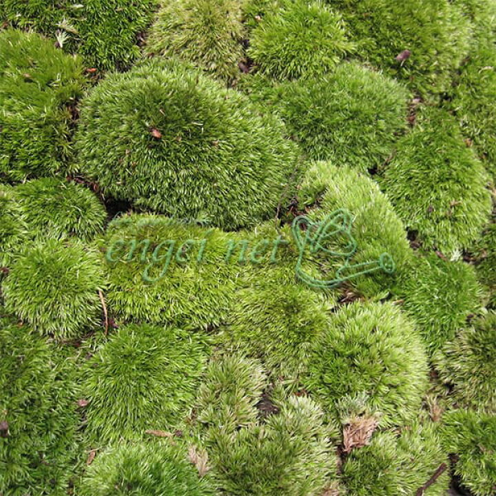 楽天市場】山野草の苗/コケ(苔):ヤマゴケ(山苔)55cm×36cmトレー入り : 園芸ネット プラス 楽天市場】山野草の苗/コケ(苔):ヤマゴケ(山苔)55cm×36cmトレー入り : 園芸ネット プラス
