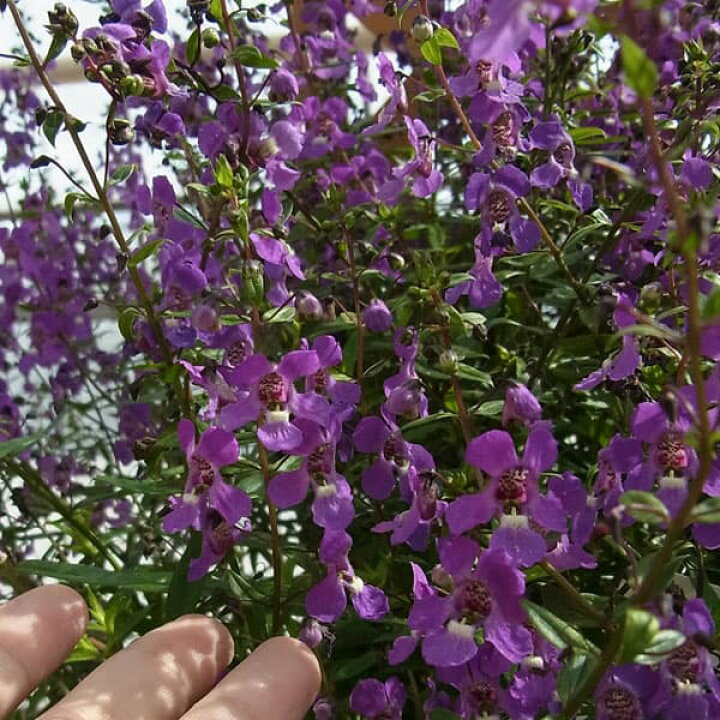 楽天市場 草花の苗 アンゲロニア セレナパープル3 5号ポット2株セット 園芸ネット プラス