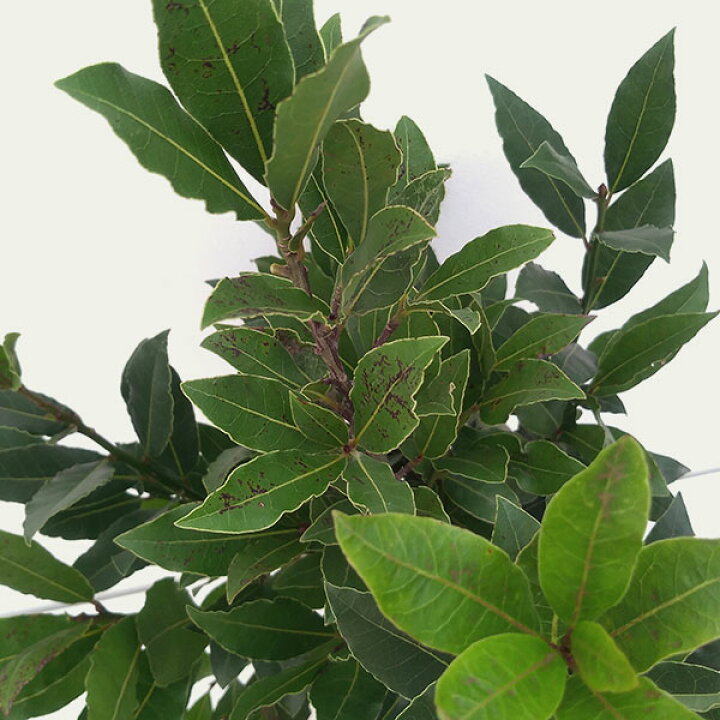 944円 オープニングセール 花木 庭木の苗 ゲッケイジュ 月桂樹 香り月桂樹6号ポット