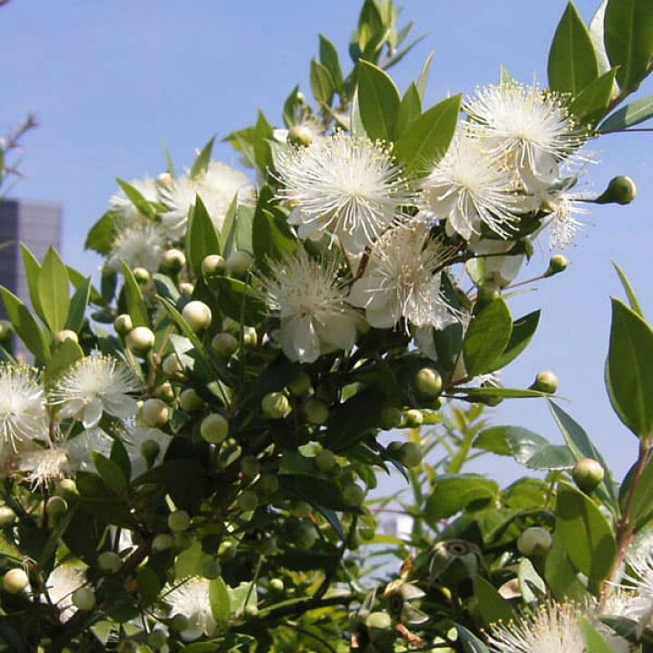 園芸ネット花木 庭木の苗 マートル ギンバイカ 銀梅花