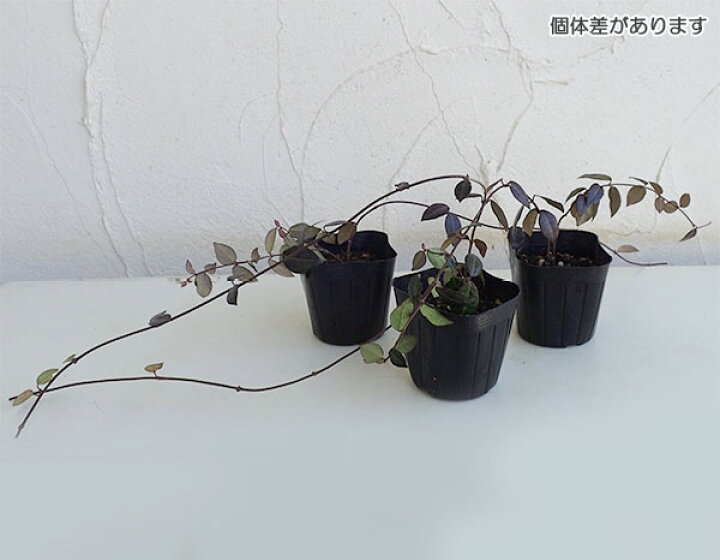 楽天市場 草花の苗 テイカカズラ3号12株セット 園芸ネット プラス 園芸ネット草花の苗 テイカカズラ 桃花3号ポット28株セット 送料無料 Salaweselnayuca Pl