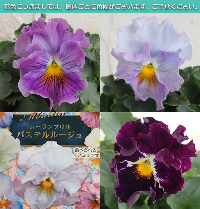 楽天市場 草花の苗 パンジー ムーランフリルパステルルージュ3 5号ポット2株セット 園芸ネット プラス