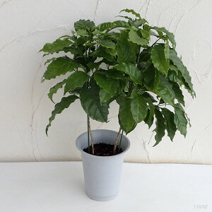 観葉植物/コーヒーの木6号鉢植え