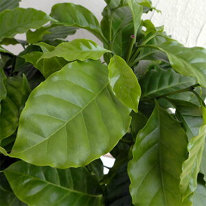 観葉植物/コーヒーの木6号鉢植え