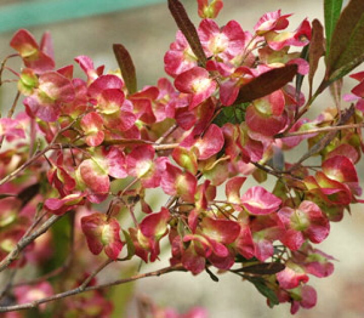 楽天市場 花木 庭木の苗 ドドナエア ホップブッシュプルプレア7号ポット樹高1m 園芸ネット プラス 楽天市場 花木 庭木の苗 ドドナエア ホップブッシュプルプレア7号ポット樹高1m 園芸ネット プラス