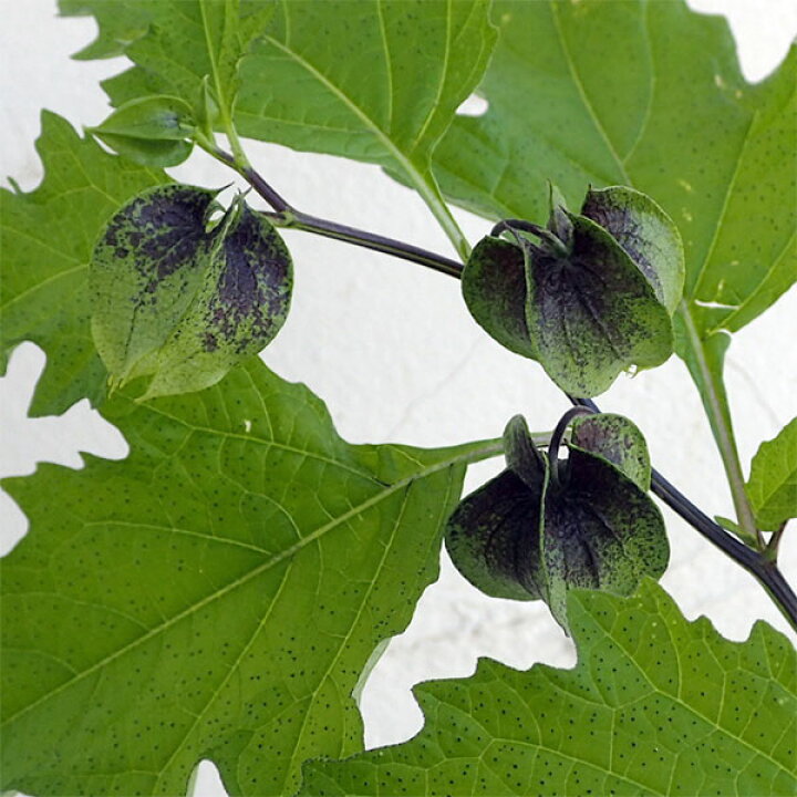 楽天市場 草花の苗 ニカンドラ シューフライ 黒ほおずき 3号ポット 園芸ネット プラス 楽天市場 草花の苗 ニカンドラ シューフライ 黒ほおずき 3号ポット 園芸ネット プラス