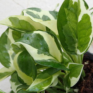 観葉植物/ポトス:エンジョイ3号ポット苗