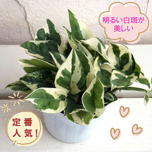 ϗtA/[]|gXFGWC3|bgc 12Zbg