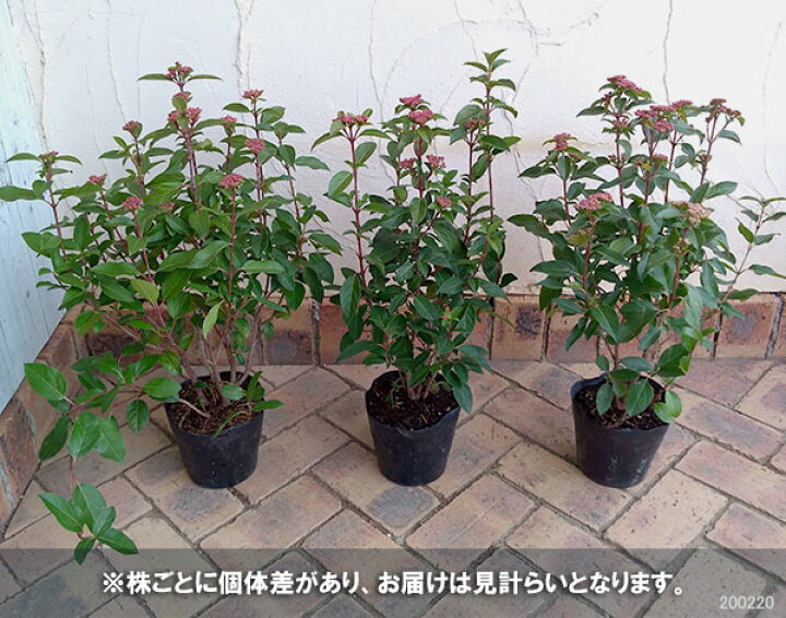 楽天市場 花木 庭木の苗 ビバーナム ティヌス フレンチホワイト5号ポット 園芸ネット プラス 楽天市場 花木 庭木の苗 ビバーナム ティヌス フレンチホワイト5号ポット 園芸ネット プラス