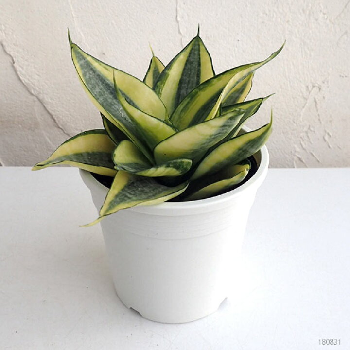 楽天市場 観葉植物 サンセベリア サンスベリア ゴールデンハニー4号鉢植え 園芸ネット プラス