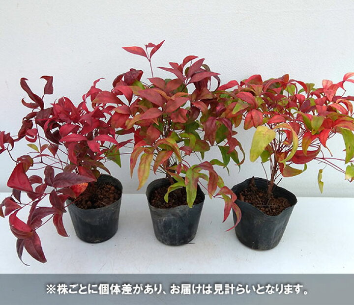 オタフクナンテン 露地 苗 トオヤマグリーン 季の香 きのか オタフクナンテン 60本セット 12cmポット おたふく南天 お多福南天 低い生垣やグランドカバーに 苗木 植木 苗 庭木 生け垣 送料込み Abracce Com Br