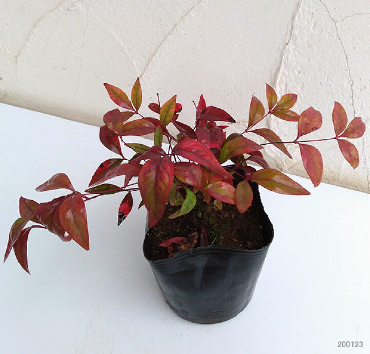 売却 ナンテン 植木 庭木 ガーデニング 鉢ごと発送 南天 植物