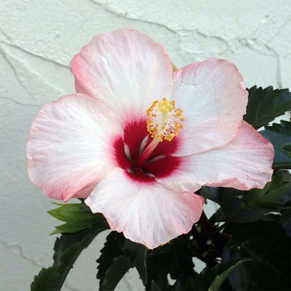 ハイビスカス：クリスタルピンク5号鉢植え 園芸ネット プラス
