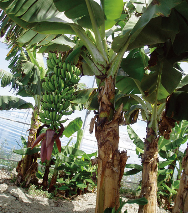 超歓迎 【ハンターまえちんさま専用】三尺バナナメリクロン苗 合計１６個のご注文 植物/観葉植物