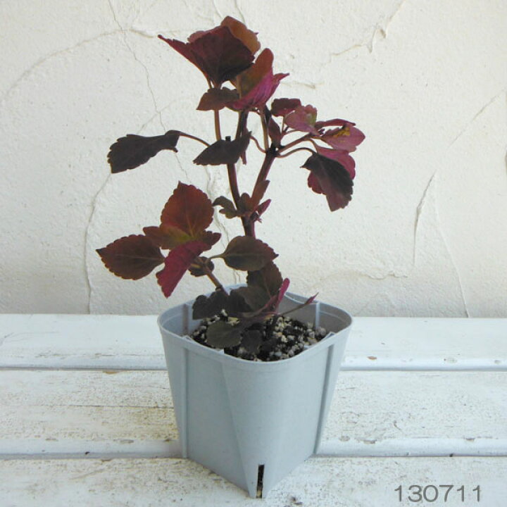 楽天市場 草花の苗 栄養系コリウス レッドヘッド3号ポット2株セット 園芸ネット プラス