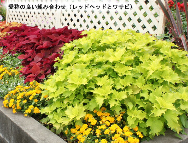 楽天市場 草花の苗 栄養系コリウス レッドヘッド3号ポット2株セット 園芸ネット プラス