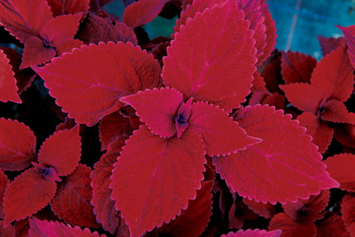 楽天市場 草花の苗 栄養系コリウス レッドヘッド3号ポット2株セット 園芸ネット プラス