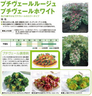 野菜の苗/プチヴェールホワイト3号ポット4株セット