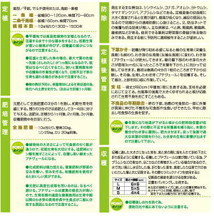 野菜の苗/プチヴェールホワイト3号ポット4株セット