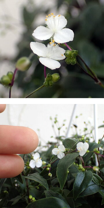 楽天市場 観葉植物 ブライダルベール5号鉢 園芸ネット プラス