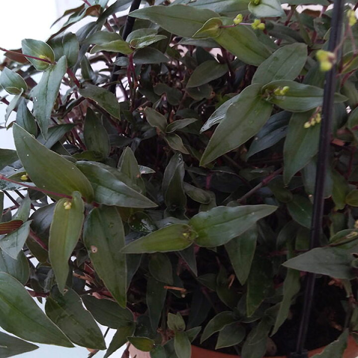 楽天市場 観葉植物 ブライダルベール5号鉢 園芸ネット プラス