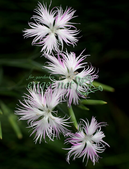川原撫子 カワラナデシコ 白 茶花