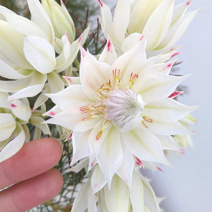 花木 庭木の苗/セルリア(ジョーイセルリア):ブラッシングブライド 7号鉢植え | 園芸ネット プラス