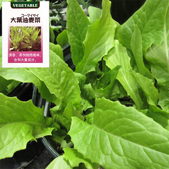 132円 90%以上節約 大葉油麦菜 レタスの種 小袋 野菜の種 132円 90%以上節約 大葉油麦菜 レタスの種 小袋 野菜の種