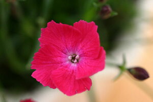 楽天市場 草花の苗 芳香四季咲きなでしこ かほりスカーレット3号ポット 6株セット 園芸ネット プラス