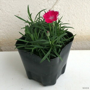楽天市場 草花の苗 芳香四季咲きなでしこ かほりスカーレット3号ポット 6株セット 園芸ネット プラス