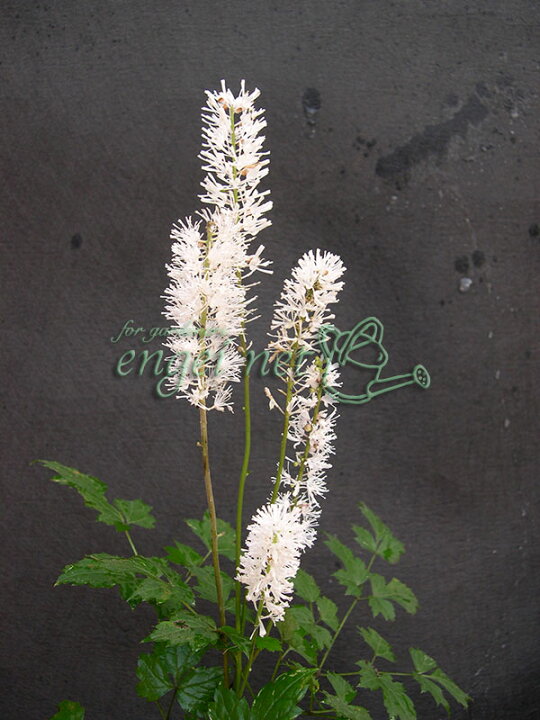 楽天市場】山野草の苗/サラシナショウマ3～3.5号ポット : 園芸ネット 