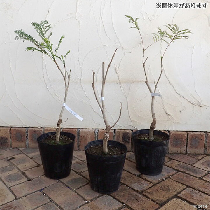 楽天市場 花木 庭木の苗 わい性ジャカランダ ブルーブロッサムビューイング6号ポット 園芸ネット プラス