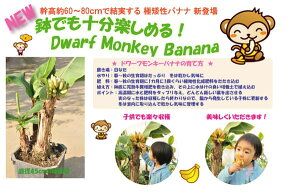 観葉植物/ドワーフモンキーバナナ4.5号ポット*