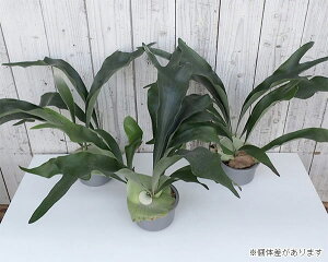 楽天市場 観葉植物 コウモリラン ネザランズ5号鉢入り 園芸ネット プラス