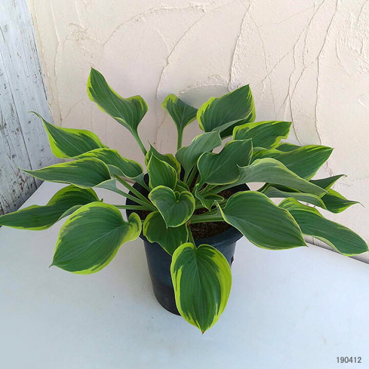 楽天市場 草花の苗 ギボウシ サガエ 寒河江 8号鉢植え 園芸ネット プラス