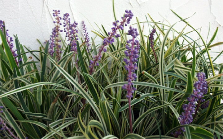 楽天市場 草花の苗 おためし4種12株セット 和風庭園の下草 木賊 雪ノ下 シャガ ヤブラン 園芸ネット プラス