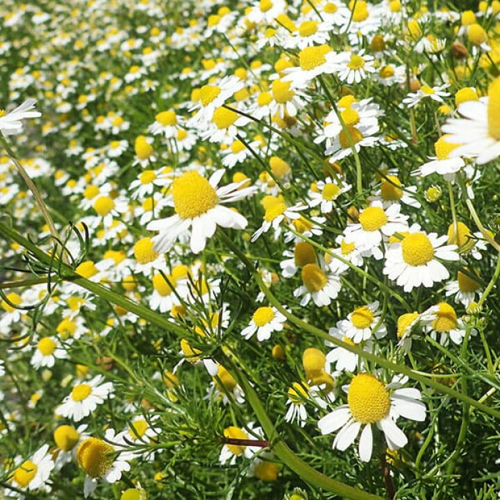 楽天市場 ハーブの苗 ピレスラム 除虫菊 白花3号ポット2株セット 園芸ネット プラス