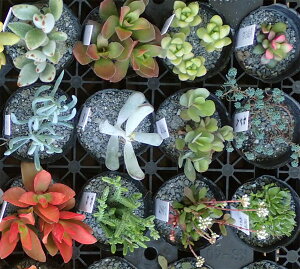 観葉植物/多肉植物ミックス2号ポット5株セット