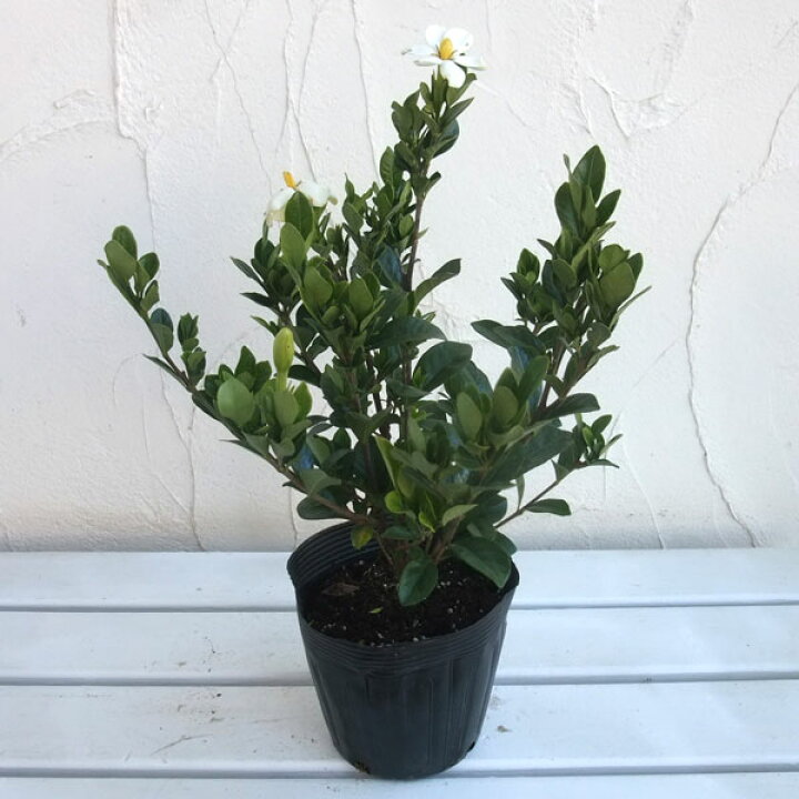 クチナシ 八重咲き ヤエクチナシ 15cmポット 単 品 苗 植木 苗木 花と緑スーパーsevenヒメクチナシ 30本セット 送料無料 苗 植木 苗木 Zahnarzt Franz De