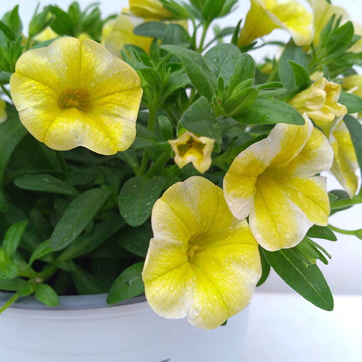 楽天市場 草花の苗 カリブラコア スーパーベル レモンスライス4号ポット 園芸ネット プラス