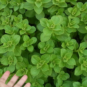 楽天市場 草花の苗 コリウス こっちに来ないで 犬猫よけ植物 ティピカル緑葉3号ポット 6株セット 園芸ネット プラス