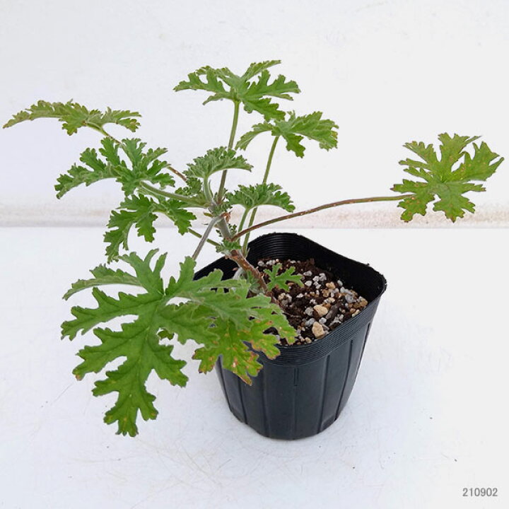 楽天市場 草花の苗 ニオイゼラニウム ローズ ローズゼラニウム 3 3 5号ポット2株セット 園芸ネット プラス