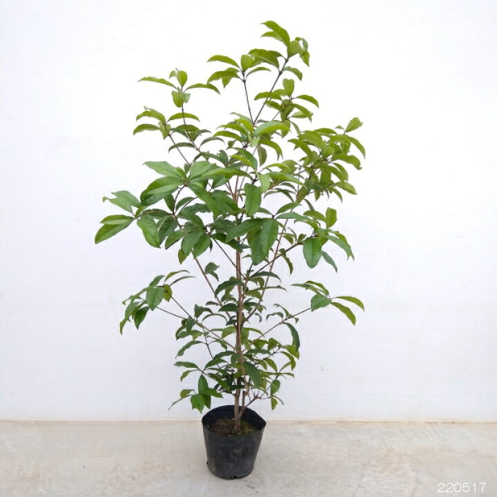 楽天市場 花木 庭木の苗 キンモクセイ 金木犀 6号ポット 園芸ネット プラス