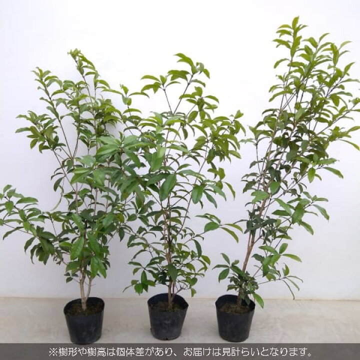 楽天市場 花木 庭木の苗 キンモクセイ 金木犀 6号ポット 園芸ネット プラス